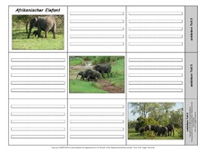Leporello-Afrikanischer-Elefant-1.pdf